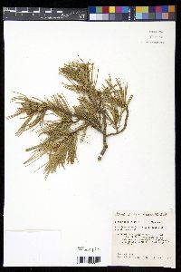 Pinus flexilis image