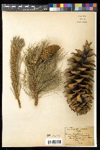 Pinus flexilis image