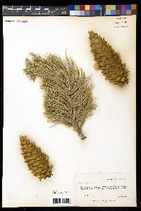 Pinus flexilis image