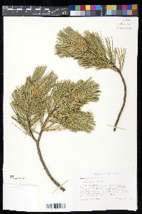 Pinus flexilis image