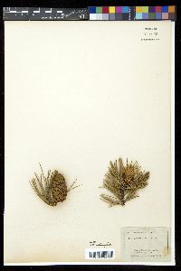 Pinus flexilis image