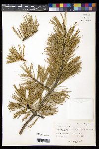 Pinus flexilis image