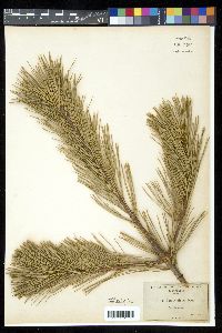 Pinus lambertiana image