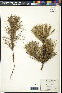 Pinus muricata image