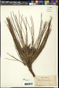 Pinus australis image