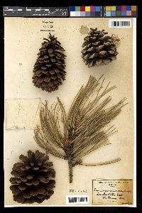 Pinus ponderosa image