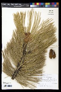 Pinus ponderosa image