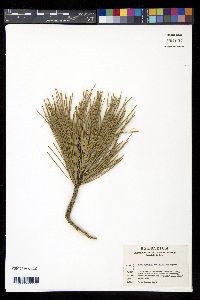 Pinus ponderosa image