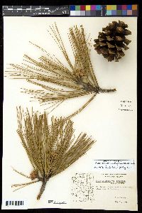 Pinus arizonica image