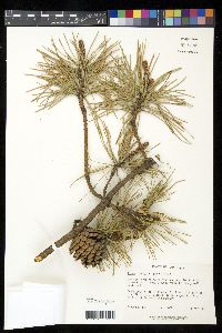 Pinus rigida image