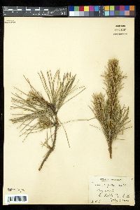 Pinus rigida image