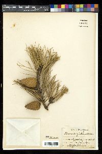 Pinus rigida image