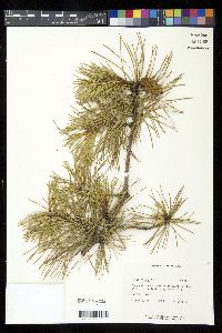 Pinus rigida image