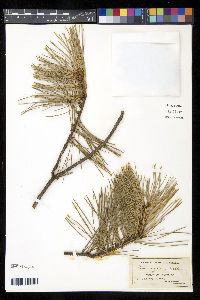 Pinus rigida image