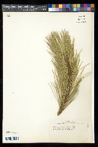 Pinus rigida image