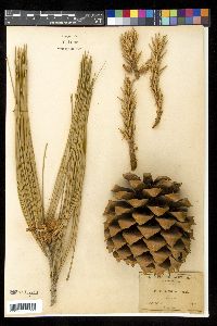 Pinus sabiniana image