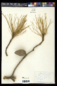 Pinus serotina image