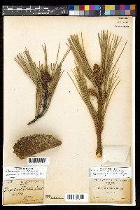 Pinus radiata var. radiata image