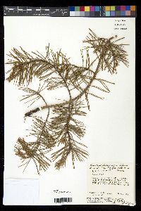 Pinus virginiana image