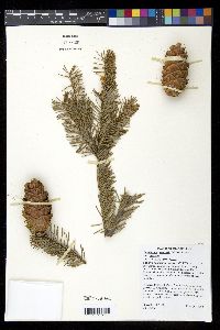 Pseudotsuga menziesii image