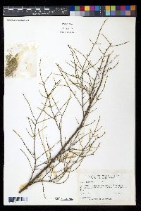 Tsuga canadensis image