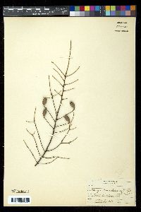 Tsuga canadensis image