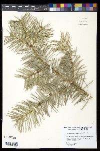 Abies concolor image