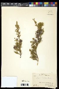 Juniperus horizontalis image