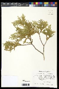 Thuja occidentalis image