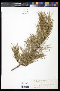 Pinus echinata image