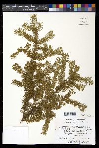 Taxus canadensis image