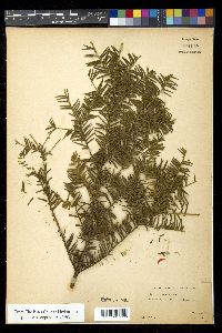 Taxus canadensis image