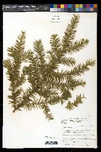 Taxus canadensis image