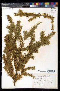 Taxus canadensis image