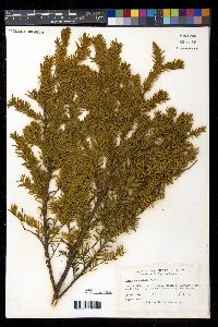 Taxus canadensis image
