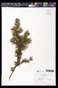 Taxus canadensis image