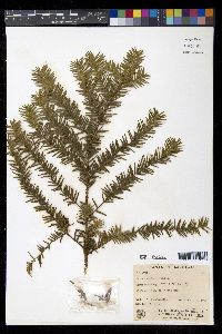 Taxus canadensis image