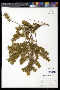 Taxus canadensis image