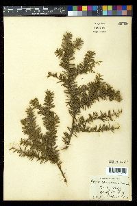 Taxus canadensis image