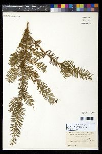 Taxus canadensis image