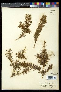 Taxus brevifolia image