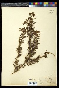 Taxus brevifolia image