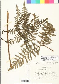 Megalastrum atrogriseum image