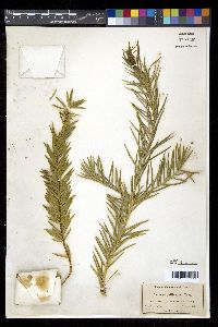 Torreya californica image