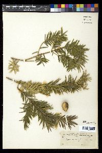 Torreya californica image