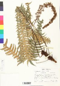 Blechnum fragile image