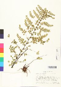 Adiantum concinnum image