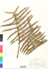 Thelypteris rudis image