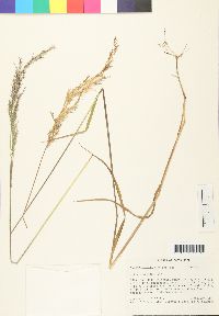 Calamagrostis pittieri image