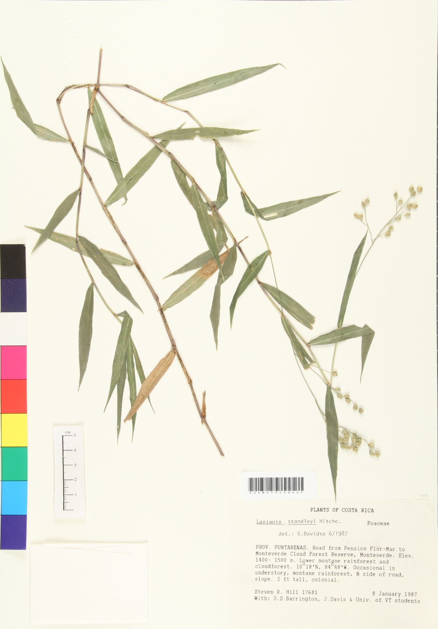 Lasiacis standleyi image